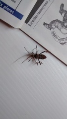 Leptoglossus occidentalis