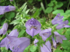 Campanula komarovii