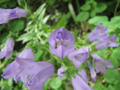 Campanula komarovii