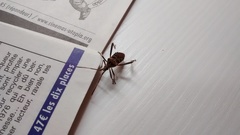 Leptoglossus occidentalis