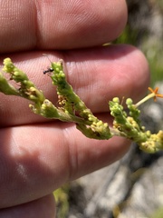 Manulea tomentosa