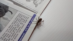 Leptoglossus occidentalis