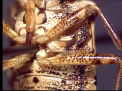 Podisus serieventris