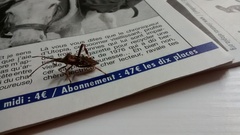 Leptoglossus occidentalis