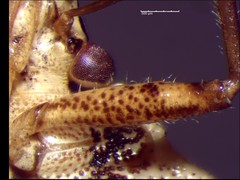 Podisus serieventris