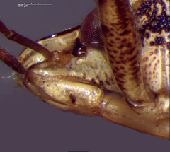 Podisus serieventris