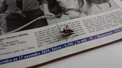 Leptoglossus occidentalis