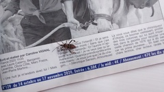 Leptoglossus occidentalis