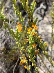 Manulea tomentosa