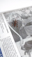 Leptoglossus occidentalis