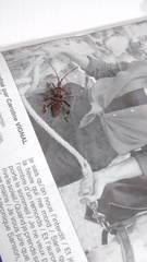 Leptoglossus occidentalis