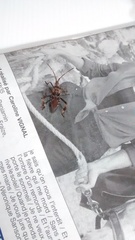 Leptoglossus occidentalis