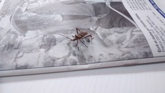 Leptoglossus occidentalis