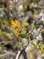Manulea tomentosa