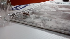 Leptoglossus occidentalis