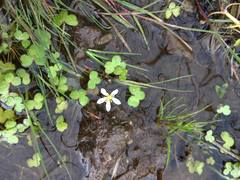 Ranunculus omiophyllus