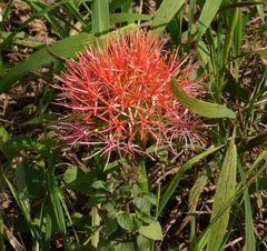 Scadoxus