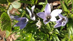 Craterocapsa tarsodes