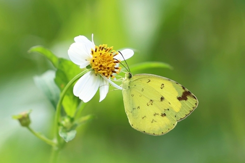 Common Grass Yellow, photo 3 of 10