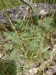 Ambrosia tenuifolia