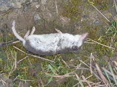 Crocidura leucodon