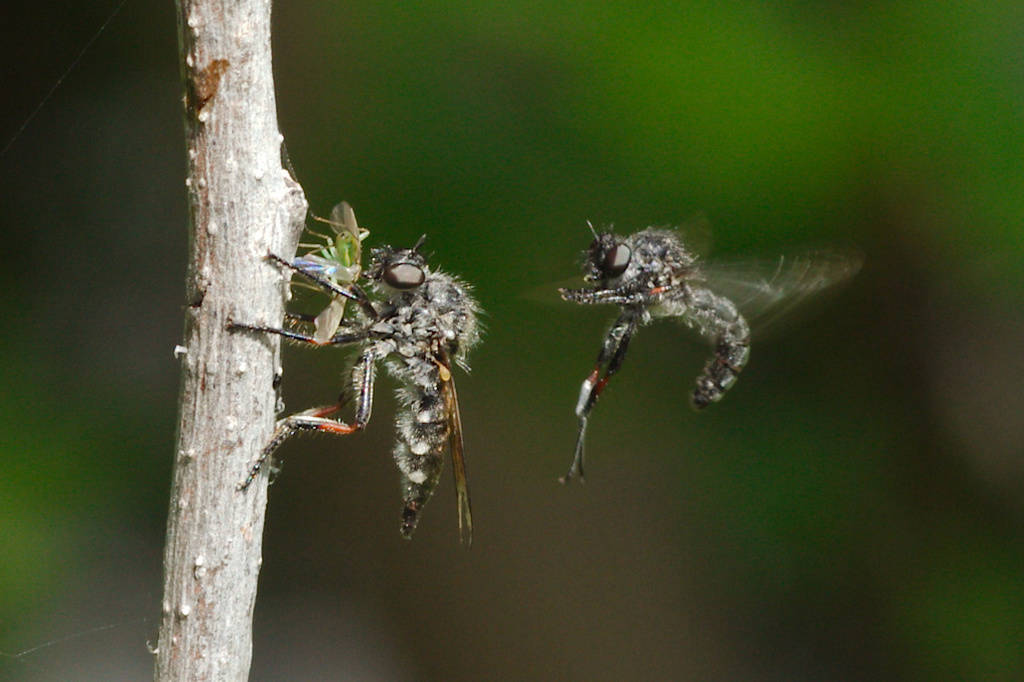 Slender-footed Robberfly