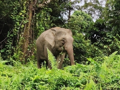 Elephas maximus borneensis