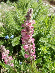 Pedicularis rostratospicata