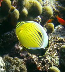 Chaetodon austriacus