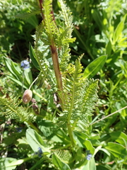 Pedicularis rostratospicata