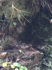 Muscicapa striata
