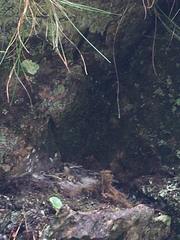 Muscicapa striata