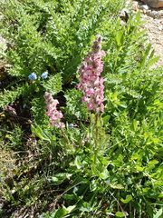 Pedicularis rostratospicata