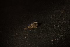 Caprimulgus affinis stictomus