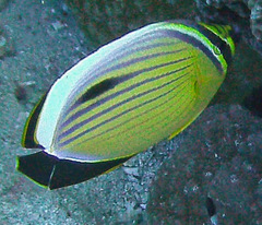Chaetodon austriacus