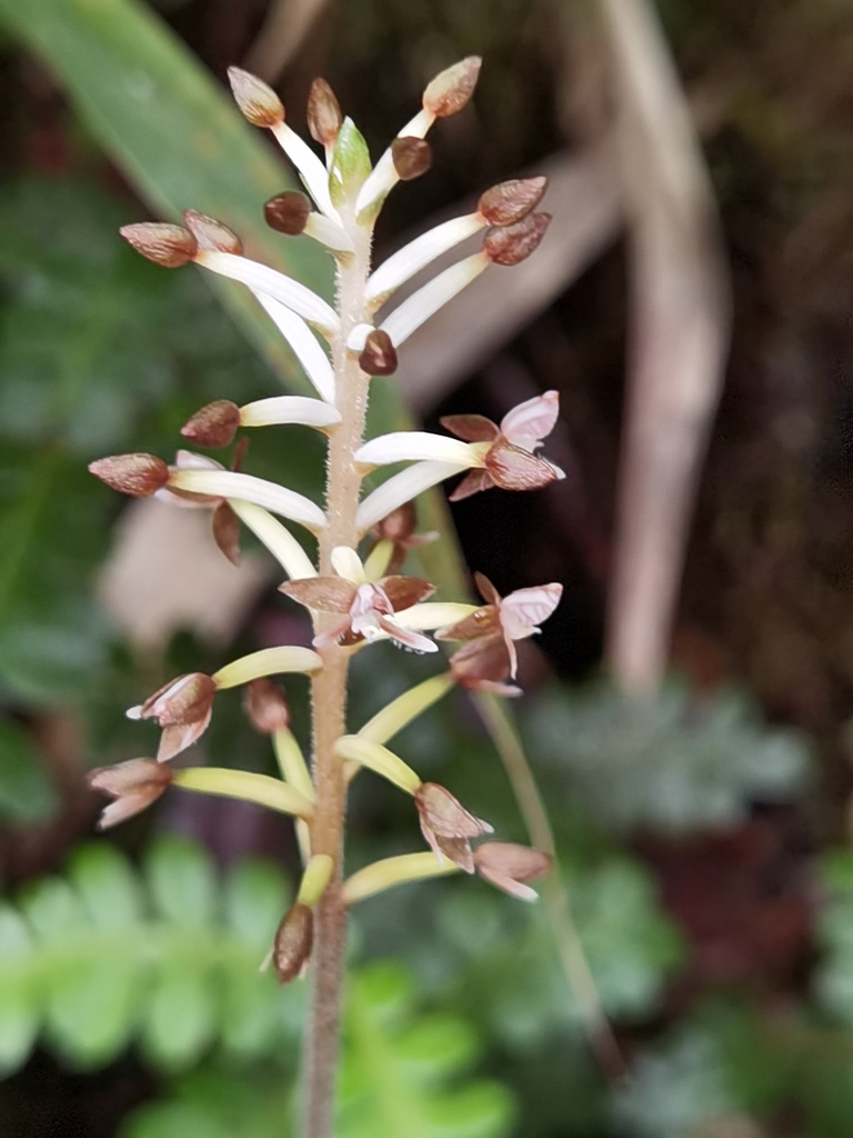 Cranichis ciliata