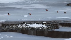 Pyrrhula pyrrhula cassinii