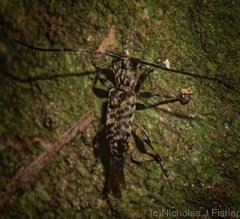 Stenellipsis pantherina