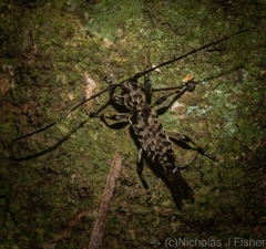 Stenellipsis pantherina