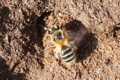 Andrena fuscipes