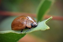 Paropsisterna elliptica