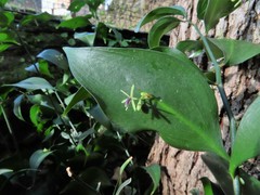 Ruscus hypophyllum