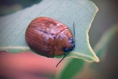 Paropsisterna elliptica
