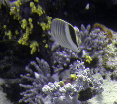 Chaetodon paucifasciatus