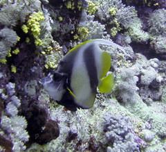 Heniochus intermedius