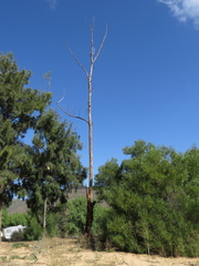 Eucalyptus cladocalyx