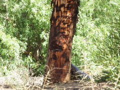 Eucalyptus cladocalyx