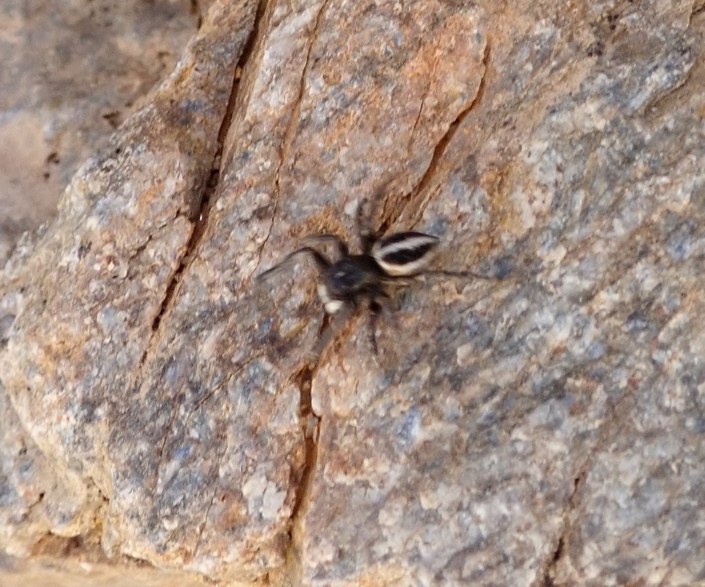 Attulus longipes