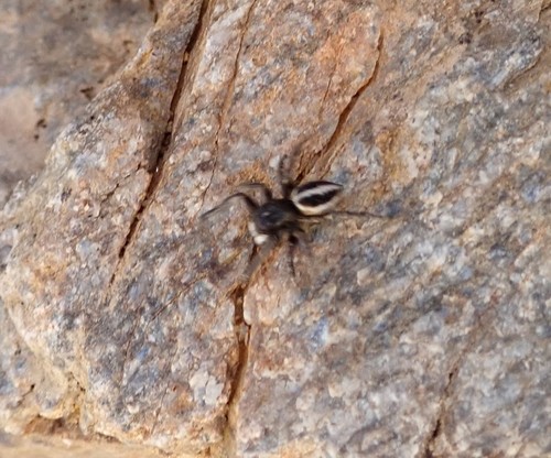 Attulus longipes