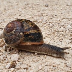 Cornu aspersum